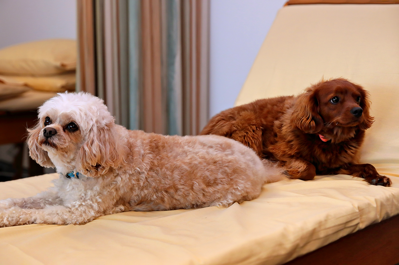 dog physio norwest